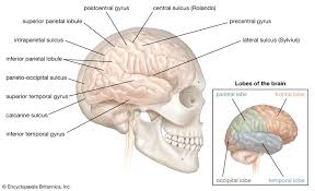 brain part function