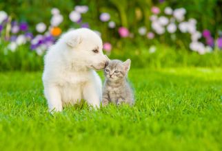 Pet
