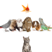 Small-Animals