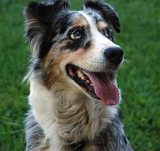 My Pet