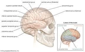 brain part function