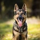 dog 1