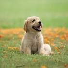 dog 2