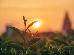 sun rise