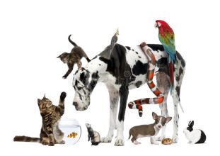 Many Pets