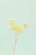 solid background images