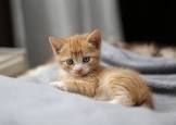 kitten