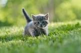 kitten
