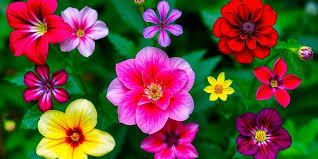 Flowers