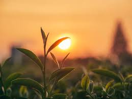 sun rise