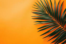 solid background images