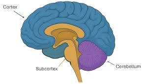 major theories for brains